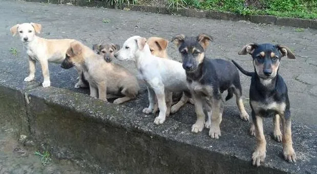 Cachorro ra a SRD idade 2 a 6 meses nome indefinido