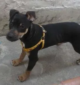 Cachorro ra a não definida idade 2 a 6 meses nome valente