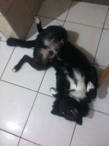 Cachorro ra a vira lata misturado idade 7 a 11 meses nome dimy