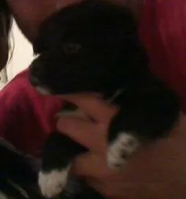 Cachorro ra a vira lata misturado idade 7 a 11 meses nome dimy
