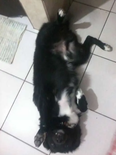Cachorro ra a vira lata misturado idade 7 a 11 meses nome dimy