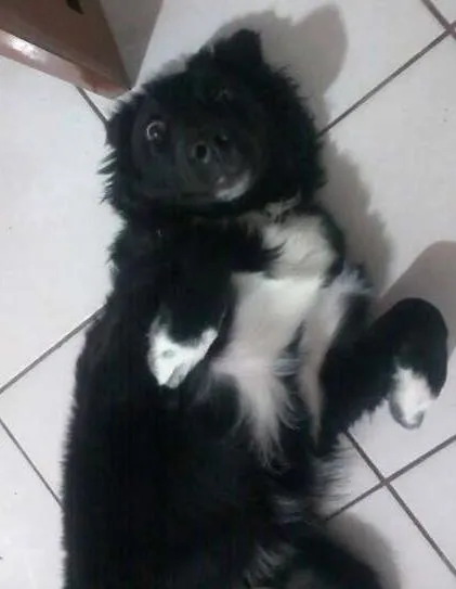 Cachorro ra a vira lata misturado idade 7 a 11 meses nome dimy