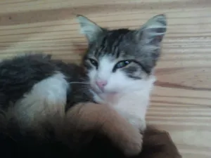Gato raça srd idade 2 anos nome ken