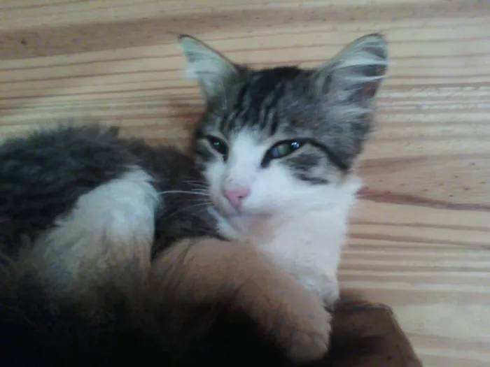 Gato ra a srd idade 2 anos nome ken