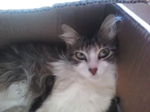 Gato raça srd idade 2 anos nome barbie
