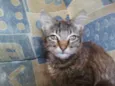 tigre