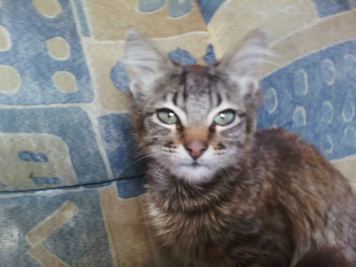 Gato ra a srd idade 1 ano nome tigre