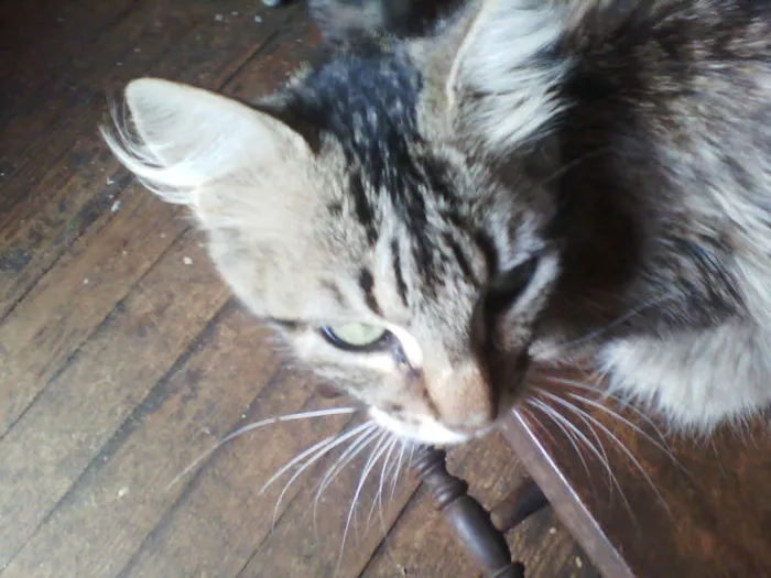Gato ra a srd idade 2 anos nome duna