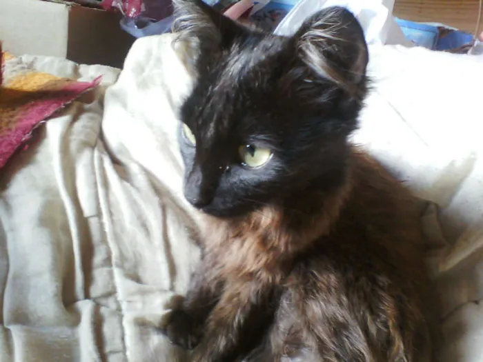 Gato ra a srd idade 1 ano nome beonce