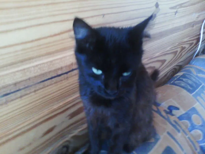Gato ra a srd idade 1 ano nome rihanna