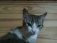 luan