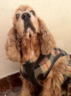 Cachorro raça Cocker Spaniels idade 6 ou mais anos nome Bilulu