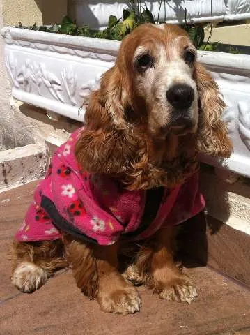 Cachorro raça 3 Cocker Spaniels idade 6 ou mais anos nome Bilulu