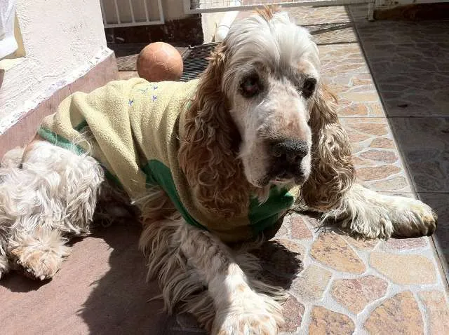 Cachorro raça 3 Cocker Spaniels idade 6 ou mais anos nome Bilulu