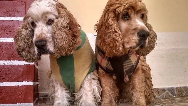 Cachorro raça 3 Cocker Spaniels idade 6 ou mais anos nome Bilulu