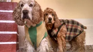 Cachorro raça 3 Cocker Spaniels idade 6 ou mais anos nome Bilulu