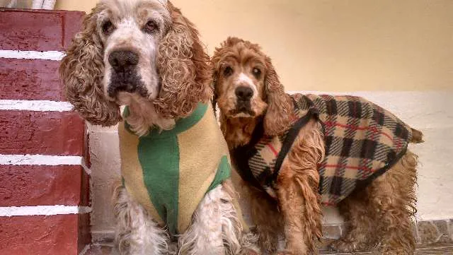 Cachorro raça 3 Cocker Spaniels idade 6 ou mais anos nome Bilulu