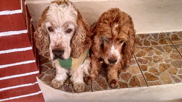 Cachorro raça 3 Cocker Spaniels idade 6 ou mais anos nome Bilulu