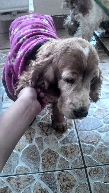 Cachorro raça 3 Cocker Spaniels idade 6 ou mais anos nome Bilulu