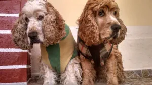 Cachorro raça Cocker Spaniels idade 6 ou mais anos nome BILULU / BANDIT / MEL