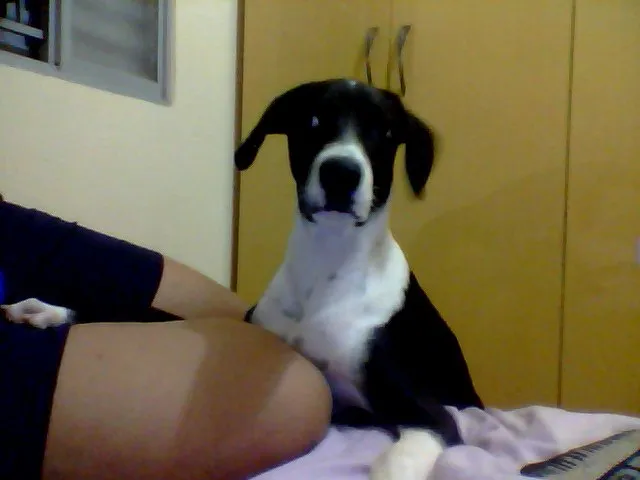 Cachorro ra a Rottweiler/Dalmata idade 1 ano nome Luke