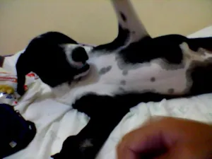 Cachorro raça Rottweiler/Dalmata idade 1 ano nome Luke