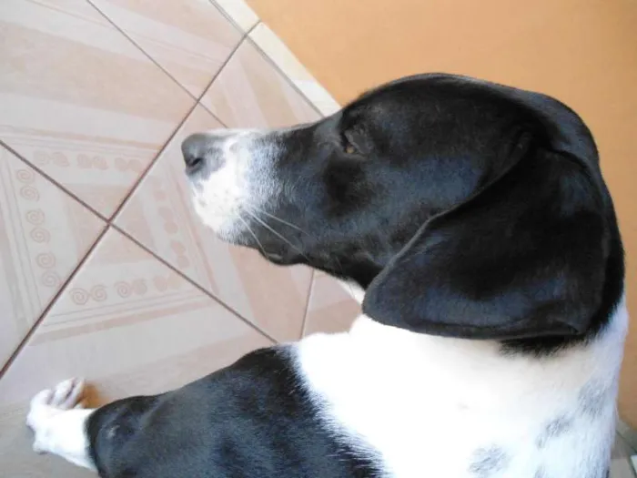 Cachorro ra a Rottweiler/Dalmata idade 1 ano nome Luke