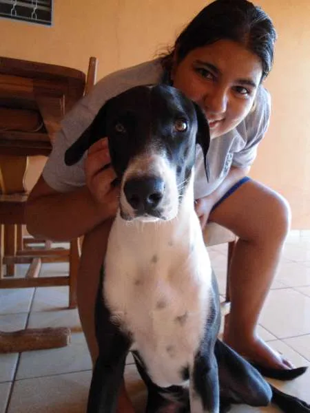 Cachorro ra a Rottweiler/Dalmata idade 1 ano nome Luke