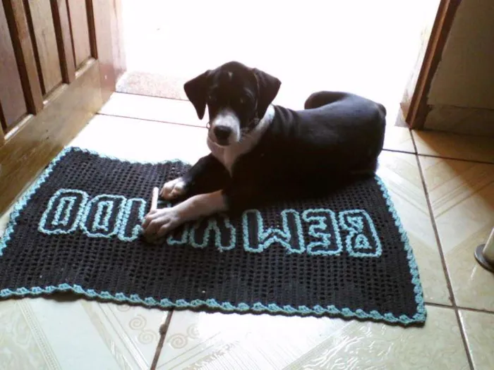 Cachorro ra a Rottweiler/Dalmata idade 1 ano nome Luke
