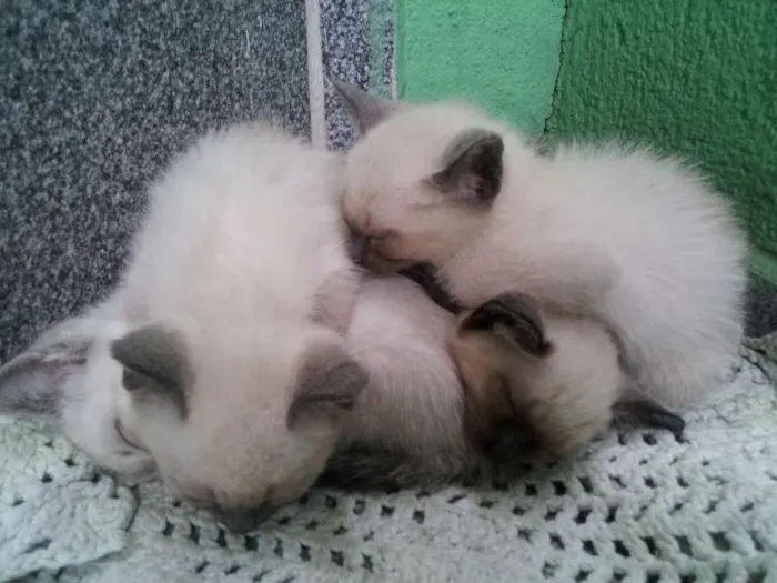 Gato ra a Siamês idade Abaixo de 2 meses nome Cats