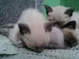 Cats