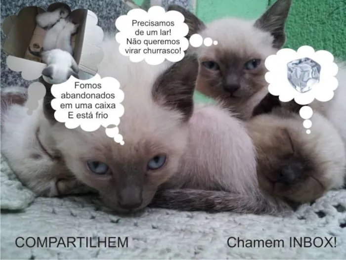 Gato ra a Siamês idade Abaixo de 2 meses nome Cats