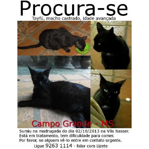Gato ra a SRD idade 6 ou mais anos nome Tayfu