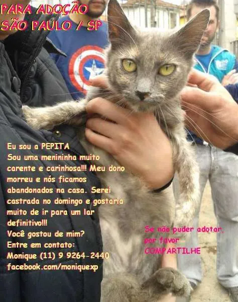 Gato ra a SRD idade 7 a 11 meses nome Pepita