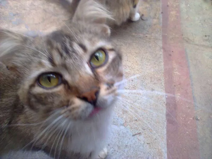Gato ra a SRD idade 1 ano nome Shledon