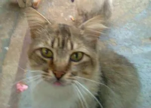 Gato raça SRD idade 1 ano nome Shledon