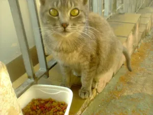 Gato raça SRD idade 1 ano nome Nino