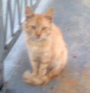 Gato raça SRD idade 7 a 11 meses nome Jhonny