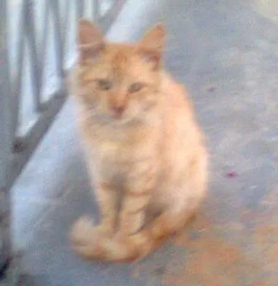 Gato ra a SRD idade 7 a 11 meses nome Jhonny