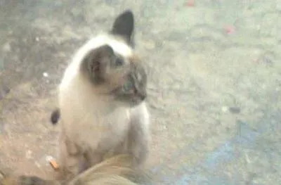 Gato ra a SRD idade 7 a 11 meses nome Scot
