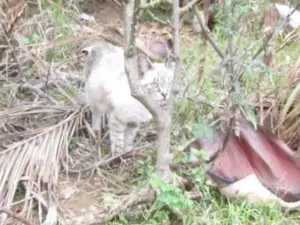 Gato raça SRD idade 7 a 11 meses nome Scot