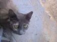 Pepita