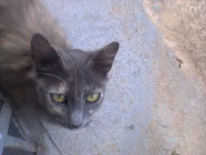 Gato raça SRD idade 7 a 11 meses nome Pepita