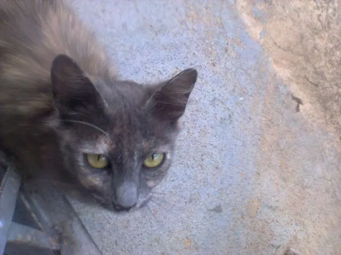 Gato ra a SRD idade 7 a 11 meses nome Pepita