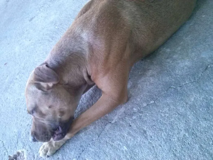 Cachorro ra a Pit-Bull idade 2 anos nome Meg