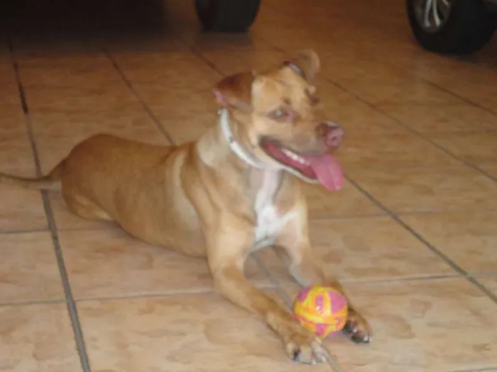 Cachorro ra a Pit-Bull idade 2 anos nome Meg