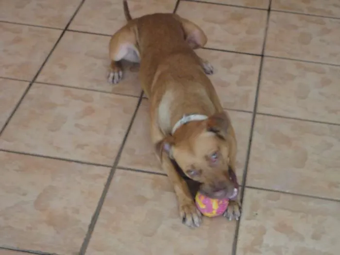 Cachorro ra a Pit-Bull idade 2 anos nome Meg