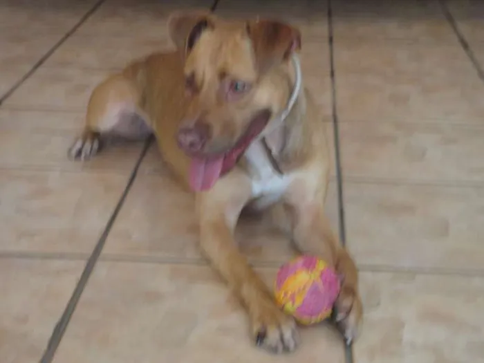 Cachorro ra a Pit-Bull idade 2 anos nome Meg