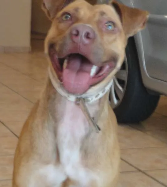 Cachorro ra a Pit-Bull idade 2 anos nome Meg