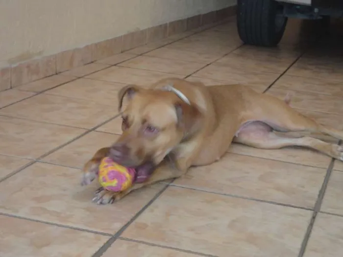 Cachorro ra a Pit-Bull idade 2 anos nome Meg